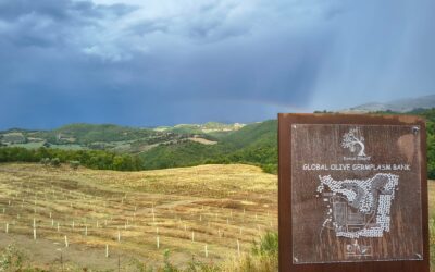 OMIBREED a Gubbio per la banca del germoplasma olivicolo